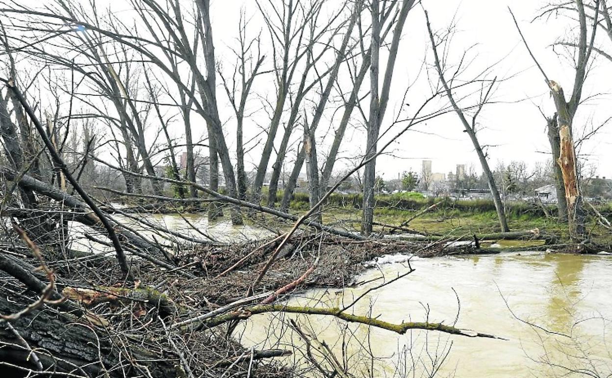El Ayuntamiento de Palencia afronta la limpieza de la ribera del río tras 20 años de inacción