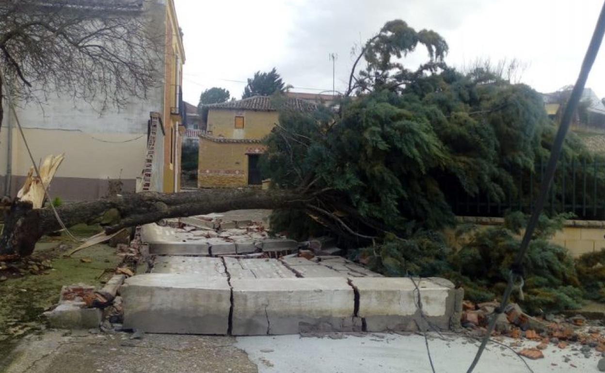 El árbol caído en Palazuelo de Vedija.