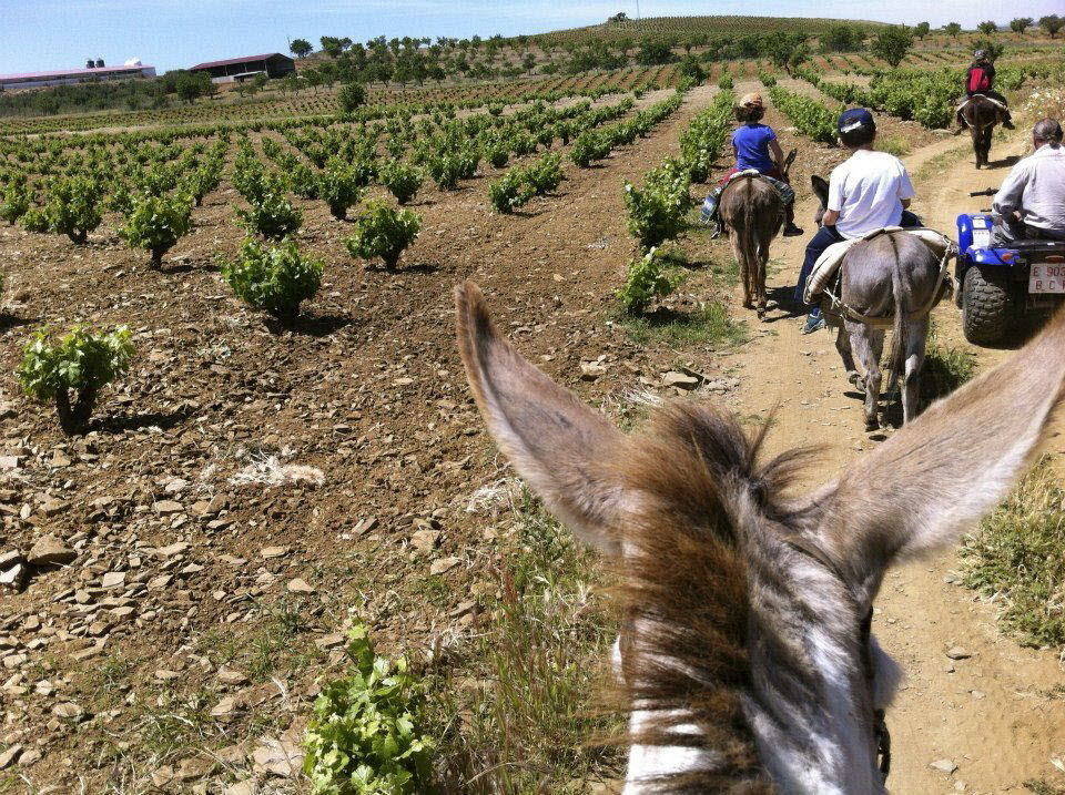 Castilla y León tiene ocho Rutas del Vino oficialmente reconocidas