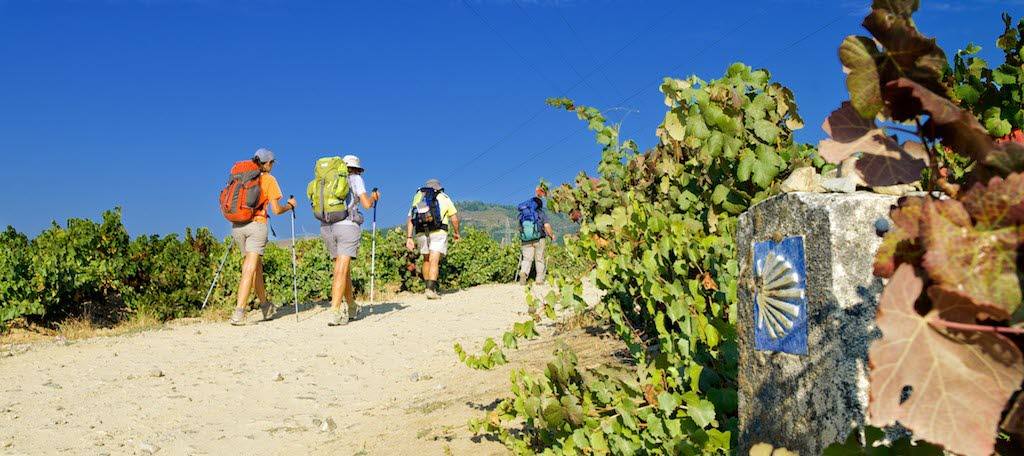 Castilla y León tiene ocho Rutas del Vino oficialmente reconocidas