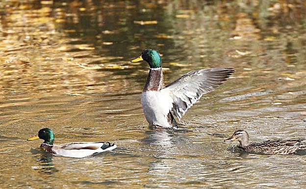 Los patos hipotéticos