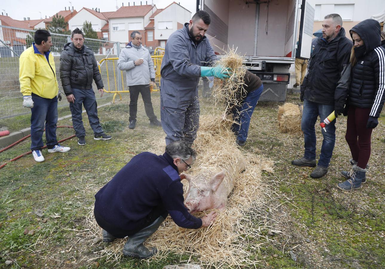 Fiesta de la matanza en Villalobón. 