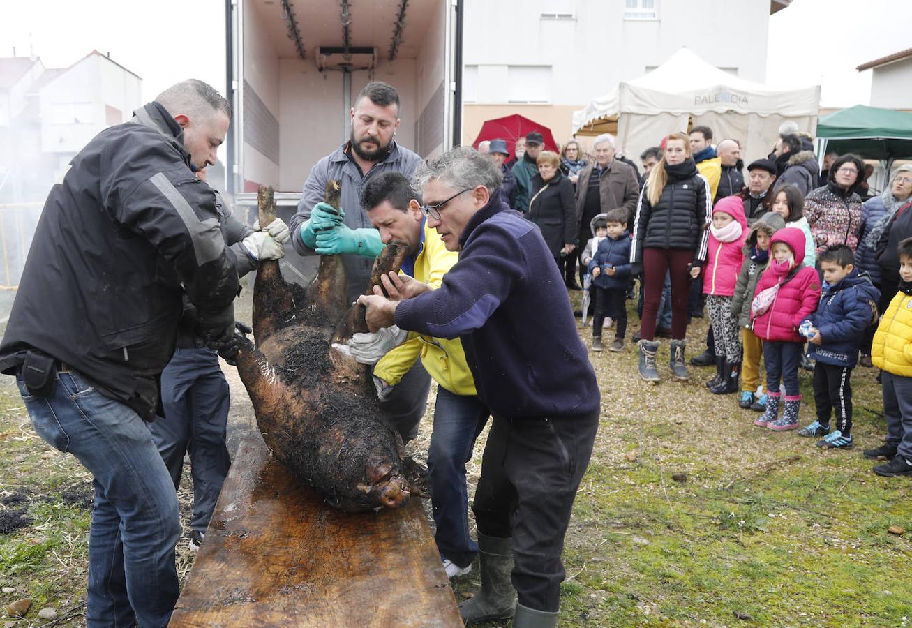 Fiesta de la matanza en Villalobón. 