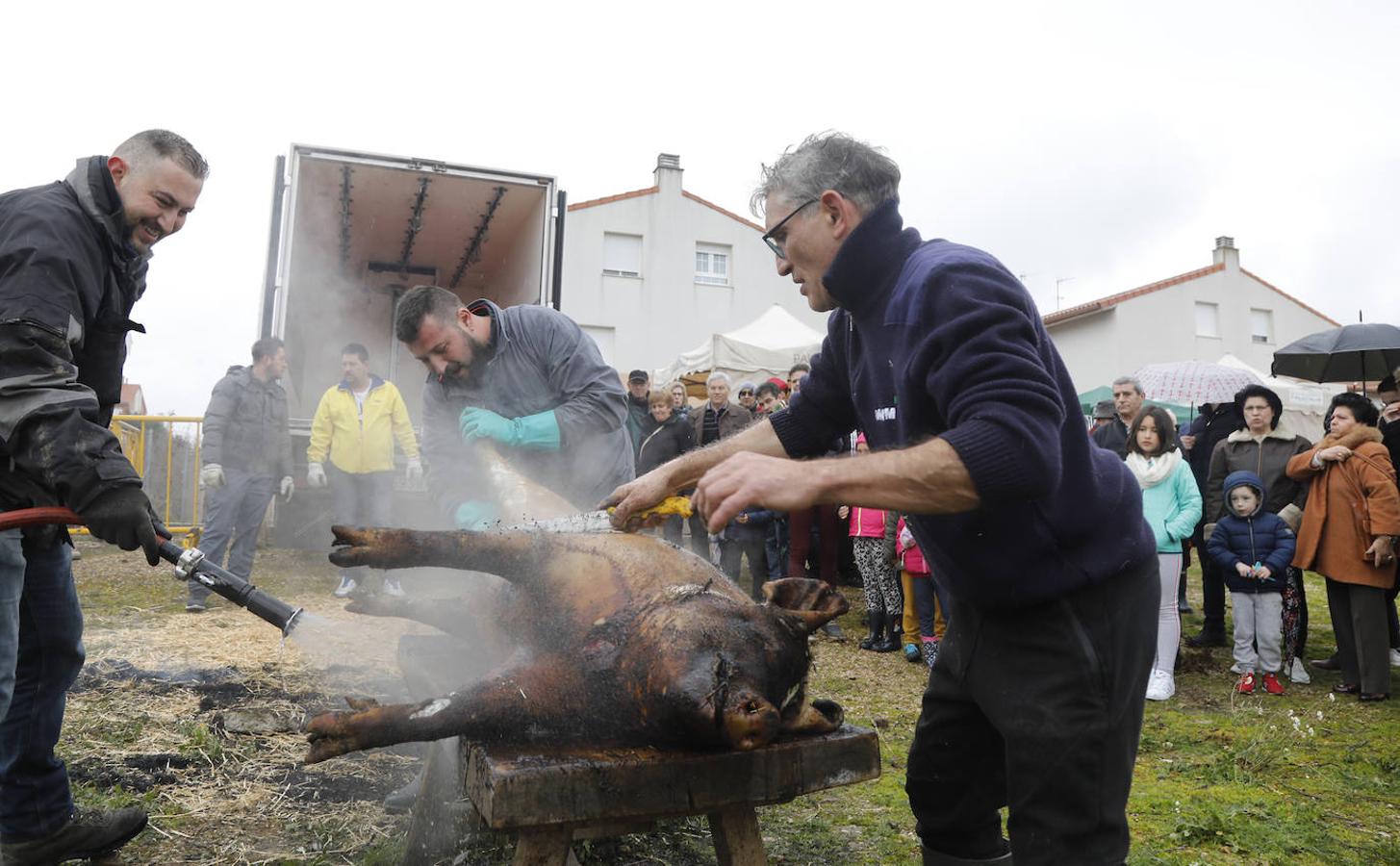 Fiesta de la matanza en Villalobón. 