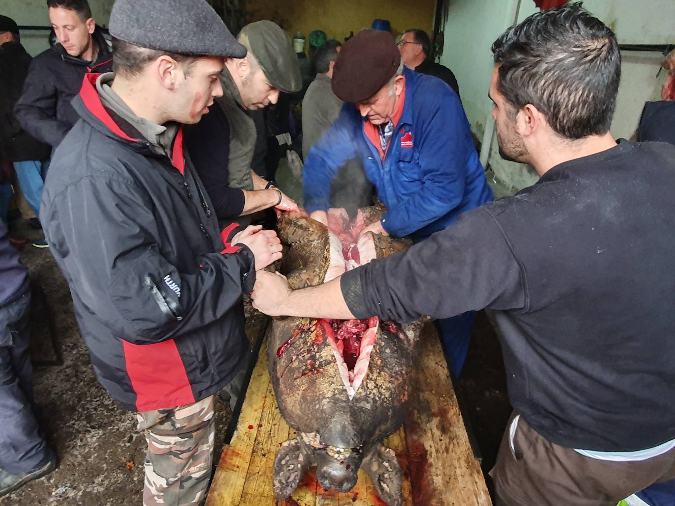 Garcibuey, Madroñal y San Esteban de la Sierra acogieron ayer esta celebración convertida en fiesta.