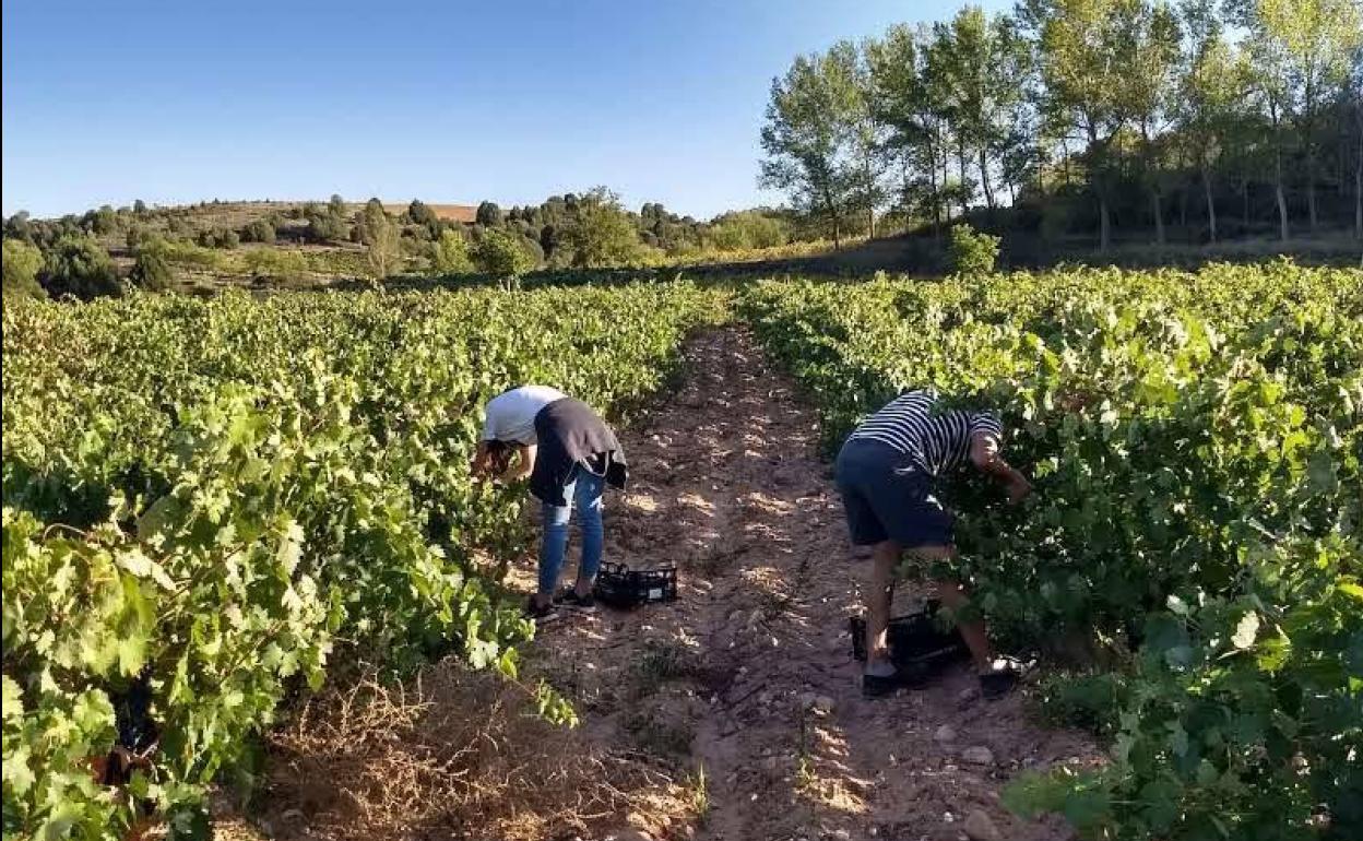 Dos vendimiadores recogen la uva en una viña de la DO Arlanza. 