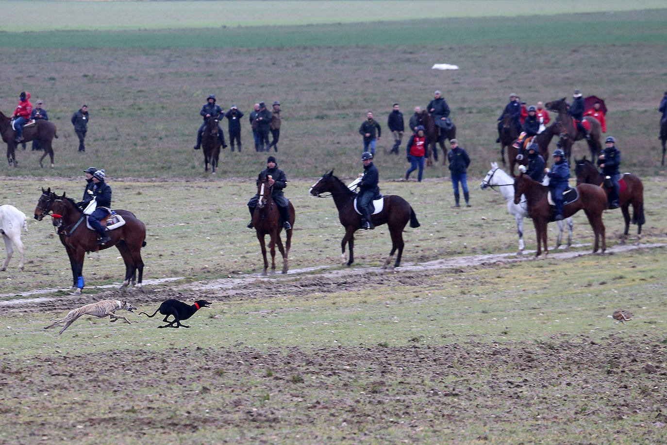 La galga de Matapozuelos, Liosa de Clemente consigue una plaza para la final del Nacional que se celebra en Madrigal de las Altas Torres. 