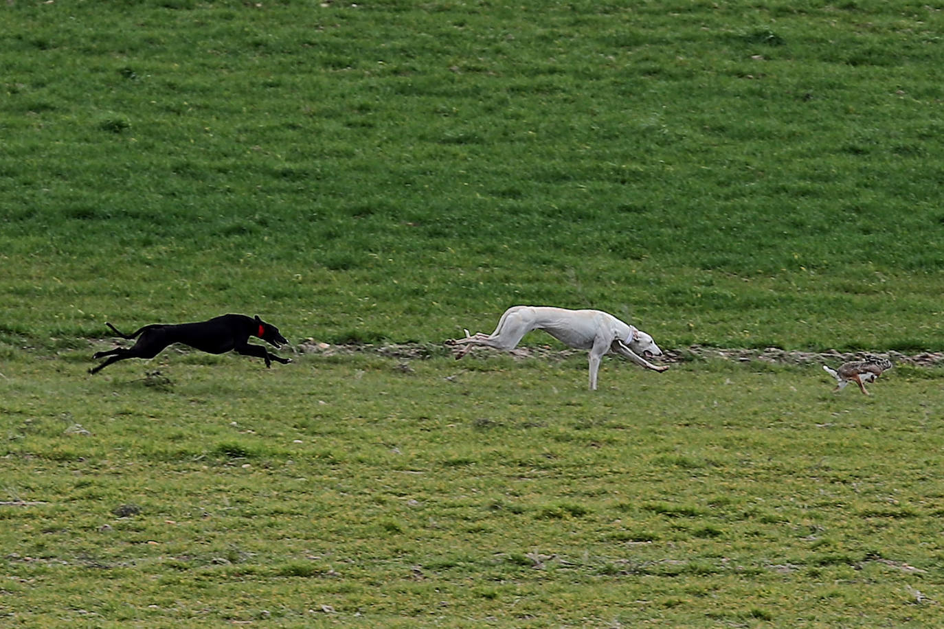Fotos: El triunfo de Liosa, en imágenes