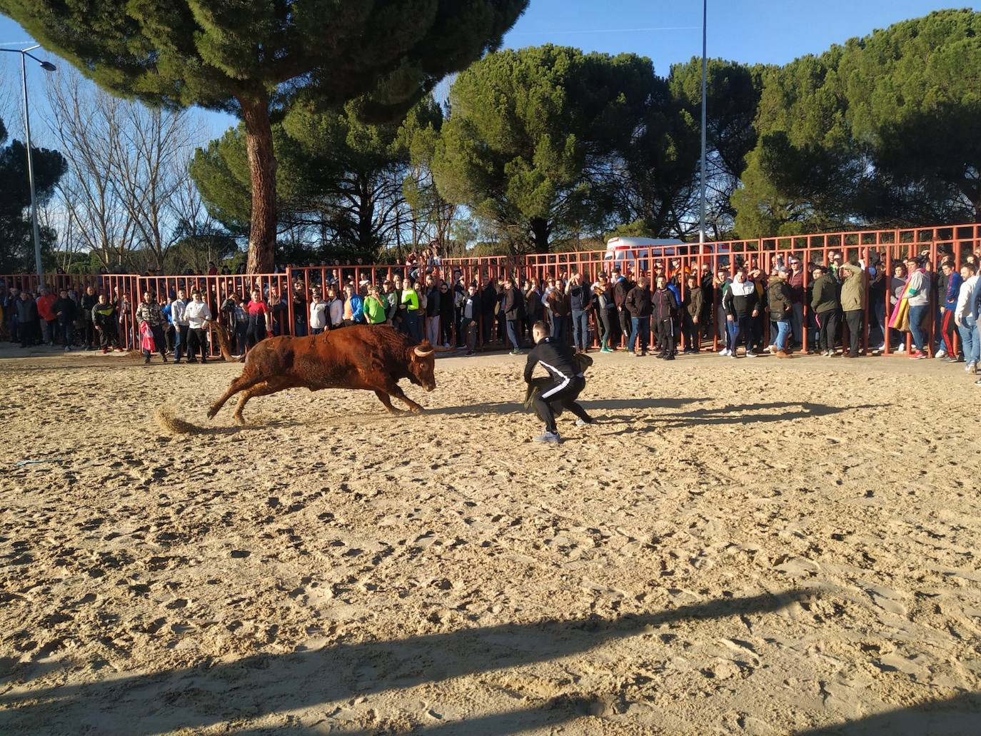 Fotos: El encierro de Viana de Cega, en imágenes