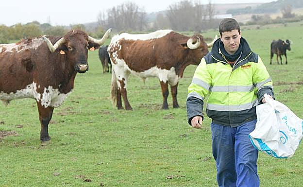 El ayudante de José Luis Mayoral, Míchel Rodríguez, echa de comer a los becerros de la finca de Castronuño. 