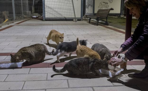 Vicky ofrece la comida a una colonia de gatos en La Victoria. 