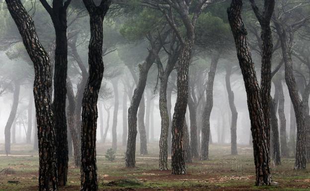 Niebla y cencellada en el Pinar de Antequera, Valladolid. 