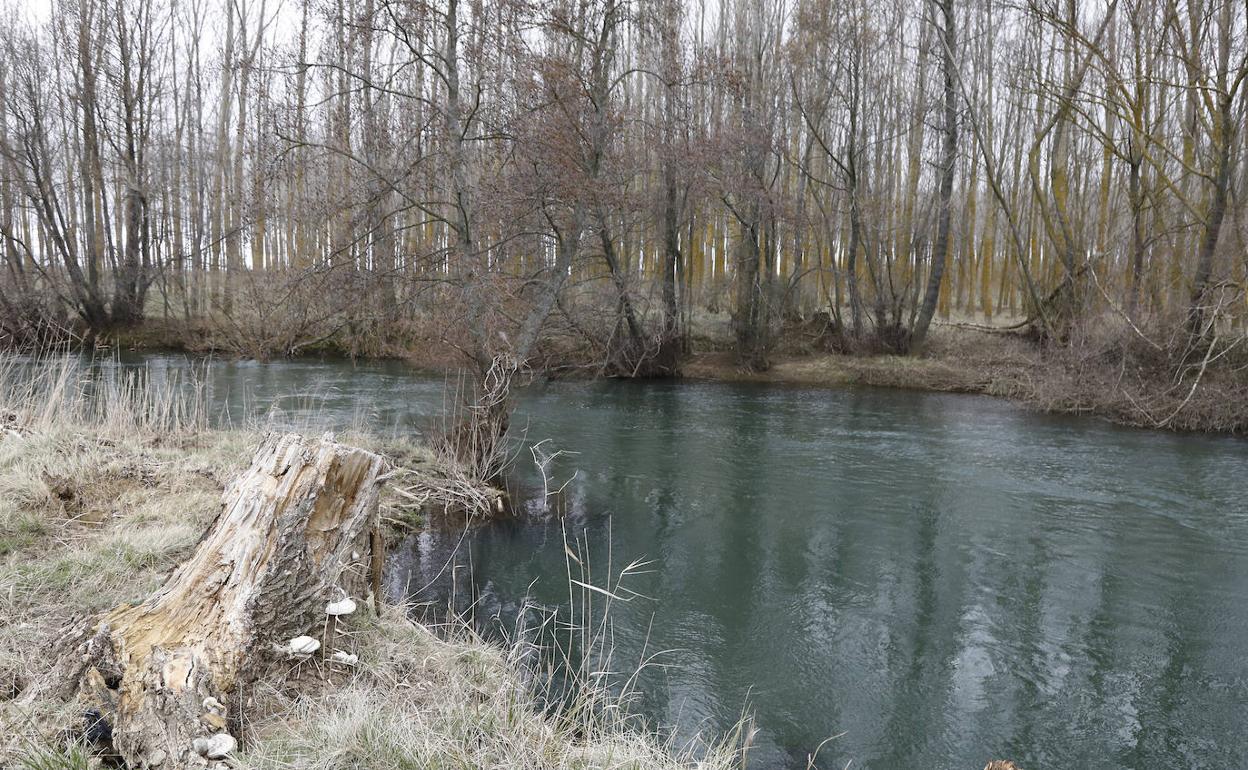 Zona del río Carrión en Husillos en el que la pareja arrojó el cadáver del bebé. 