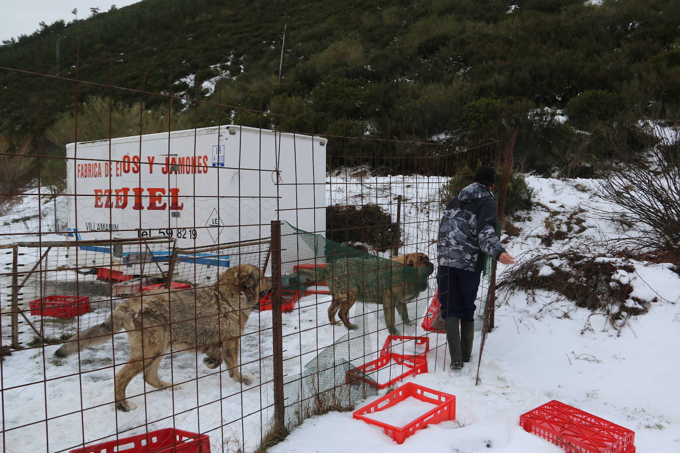 El mastín leonés, el guardián de las zonas rurales 