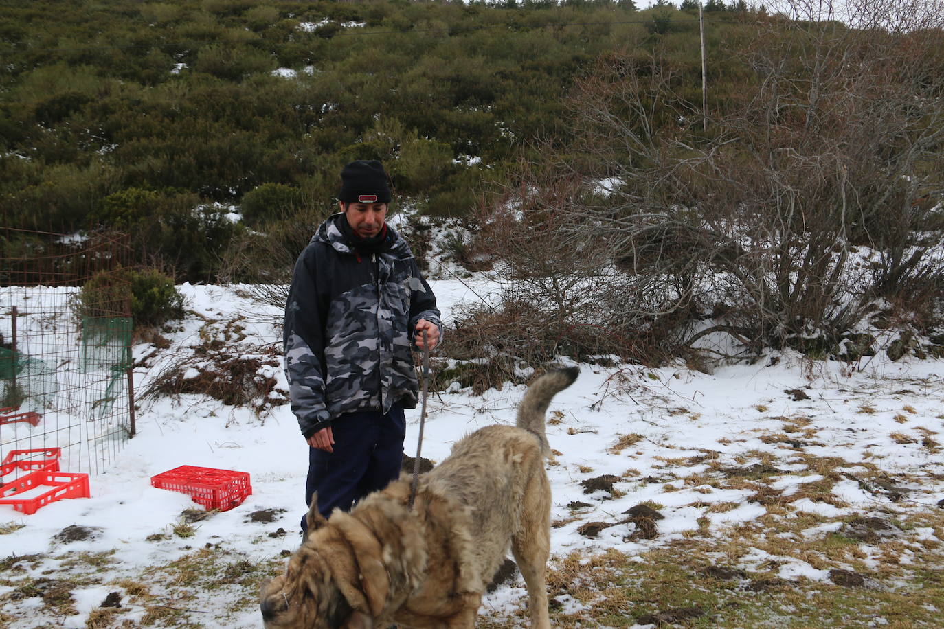 El mastín leonés, el guardián de las zonas rurales 