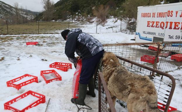Galería. Ni las grandes nevadas invernales impiden que Borja vaya todos los días a darles de comer y beber. 