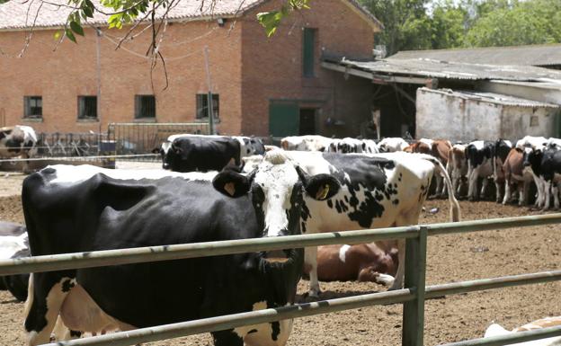 Explotación de vacuno en la provincia de Palencia.