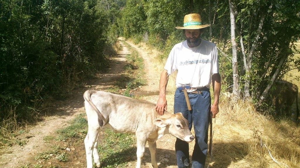 José Ignacio, con un ternero. 