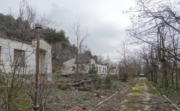 La naturaleza se ha comido una de las avenidas principales del grupo San Alberto El Magno, que fue abandonado en 1996. 