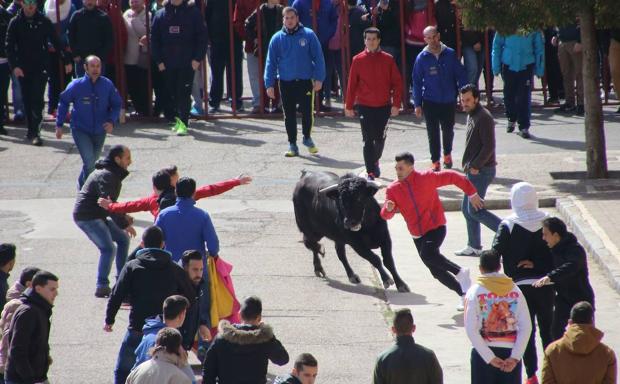 Toro del Carnaval de Medina de Rioseco, en ediciones anteriores. 