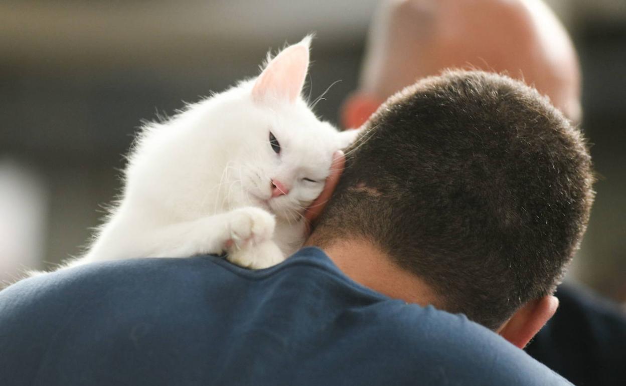 Coronavirus: Los veterinarios aclaran que las mascotas ni se contagian ni propagan el coronavirus