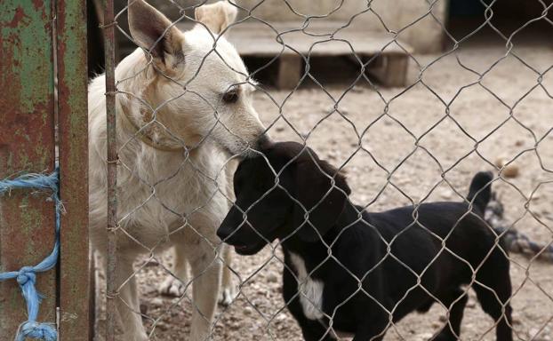 Dos perros esperan una adopción en un centro canino.