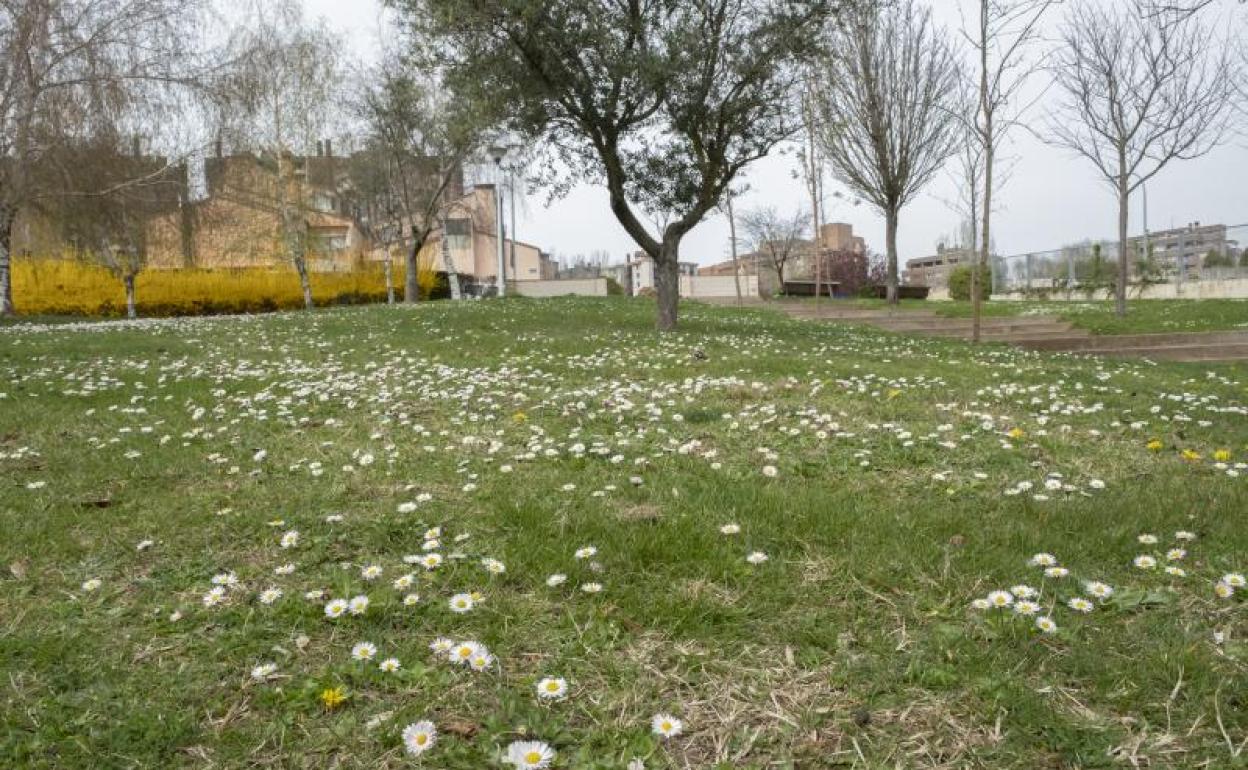 Flores silvestres en los jardines de Parquesol.