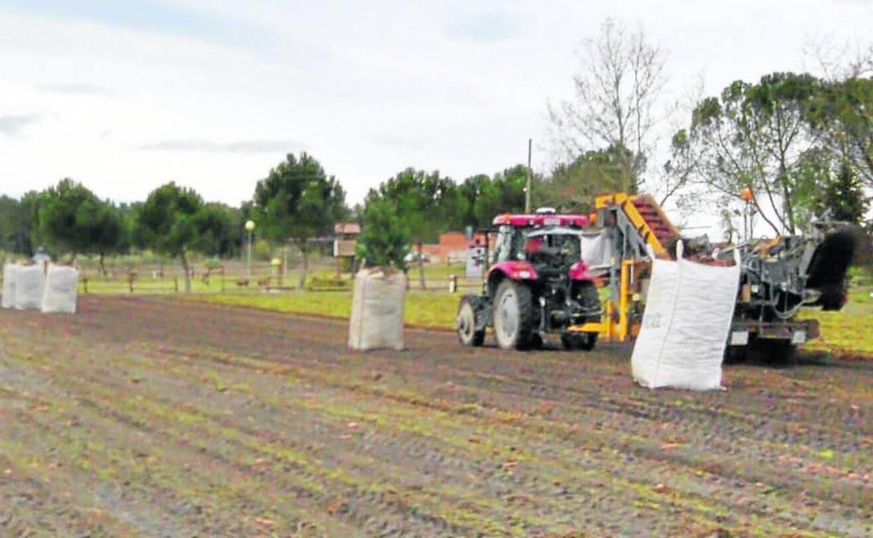 Dos socios de la cooperativa olmedana Horcaol cosechando zanahorias esta semana.