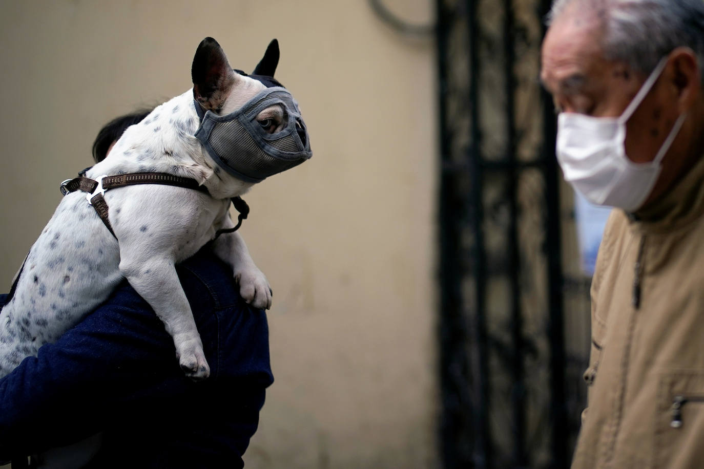 Fotos: Las imágenes más curiosas de animales durante la crisis del coronavirus