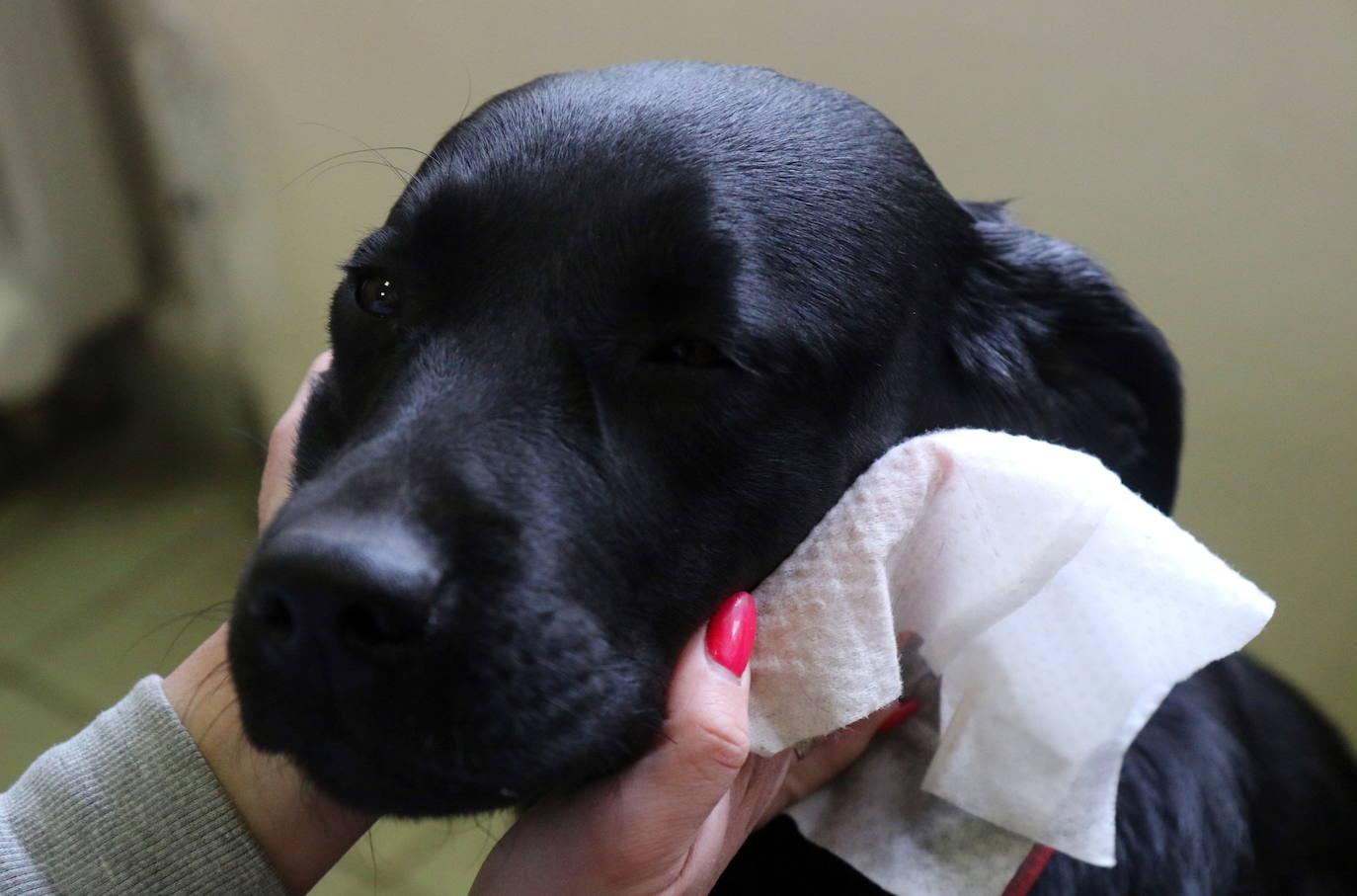 Fotos: Las imágenes más curiosas de animales durante la crisis del coronavirus