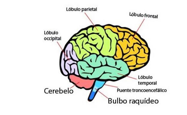 Parte del cerebro humano.