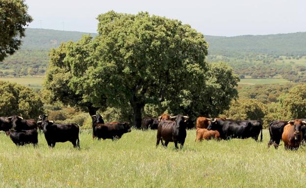 Vacas de al ganadería de El Montalvo.