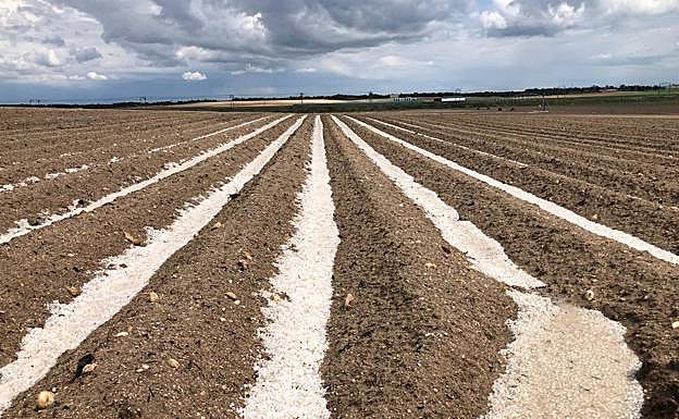 Imagen principal - Granizo en los campos de Ataquines y en las calles de Velliza (debajo). A la derecha, un arroyo desbordado en Aguilar de Campos.