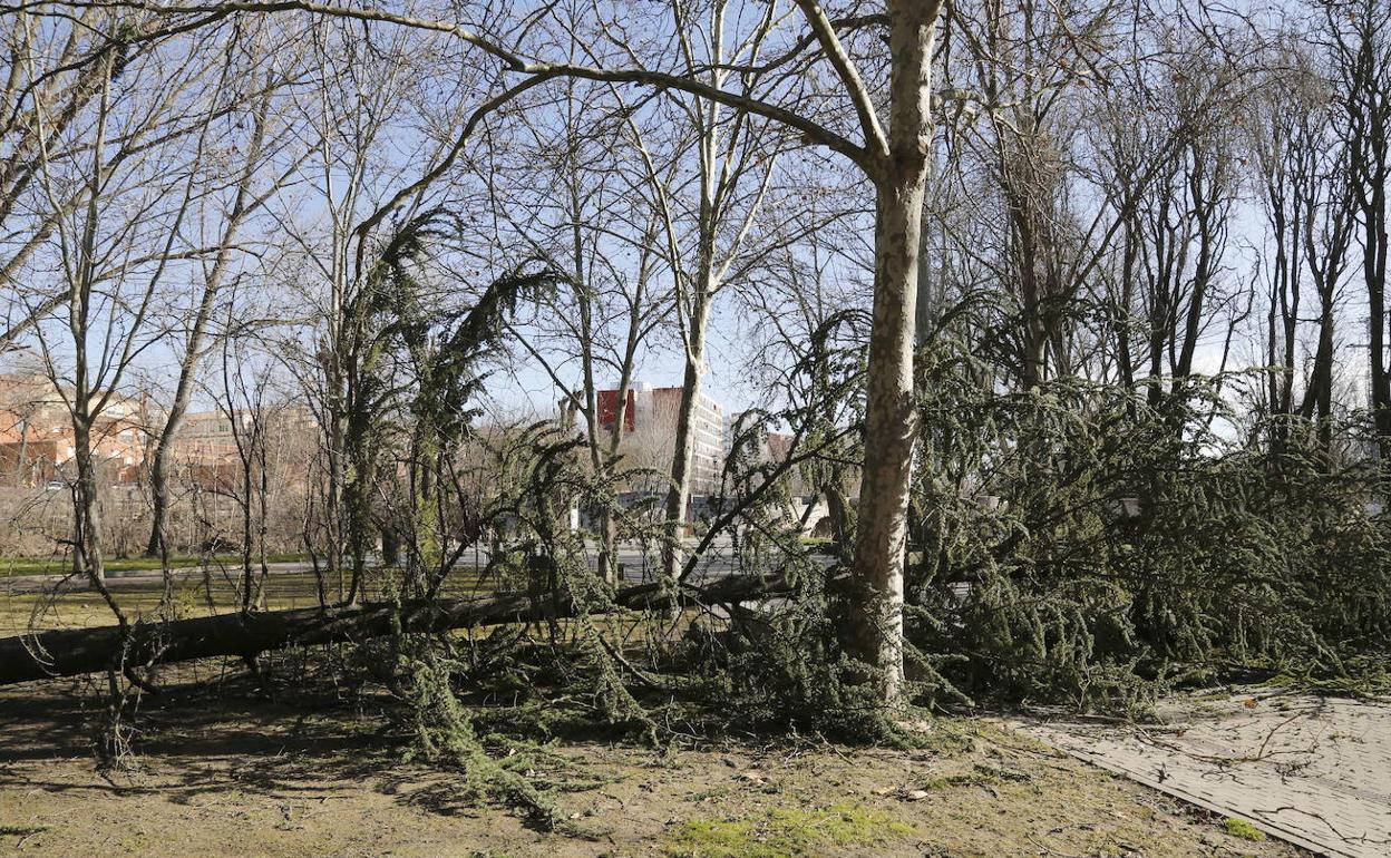 Árboles tirados por el viento en Palencia.