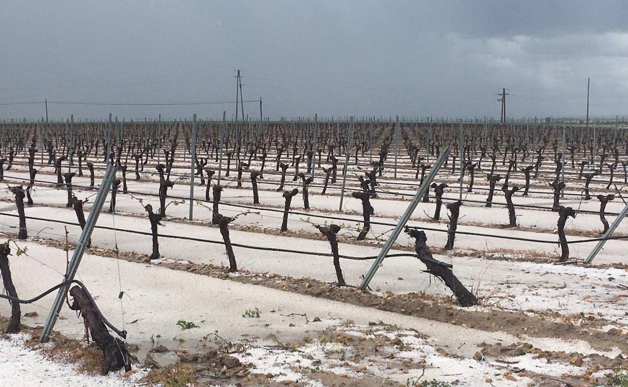 Cepas dañadas como consecuencia de la granizada del pasado fin de semana en Bobadilla del Campo.