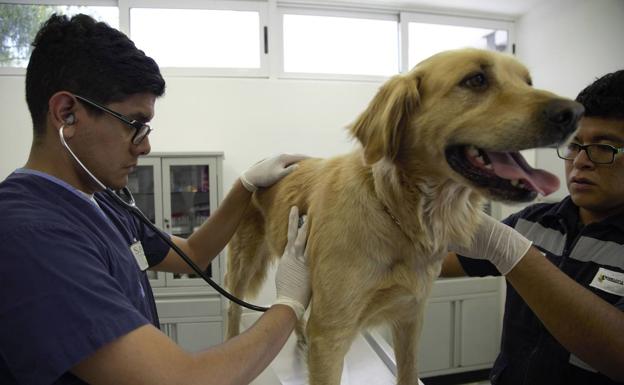 Los veterinarios de Castilla y León crean una red Covid de vigilancia animal 