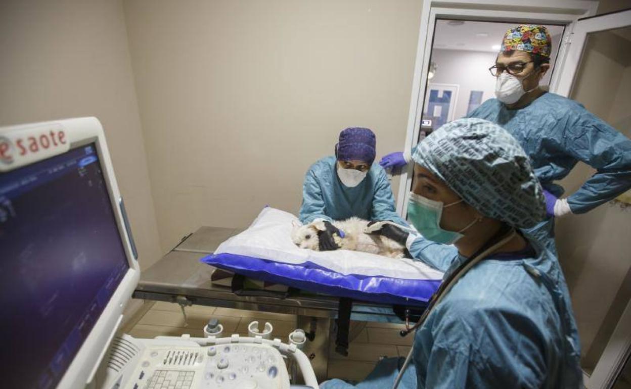 Coronavirus en Valladolid: «Seguimos operando a perros y gatos»