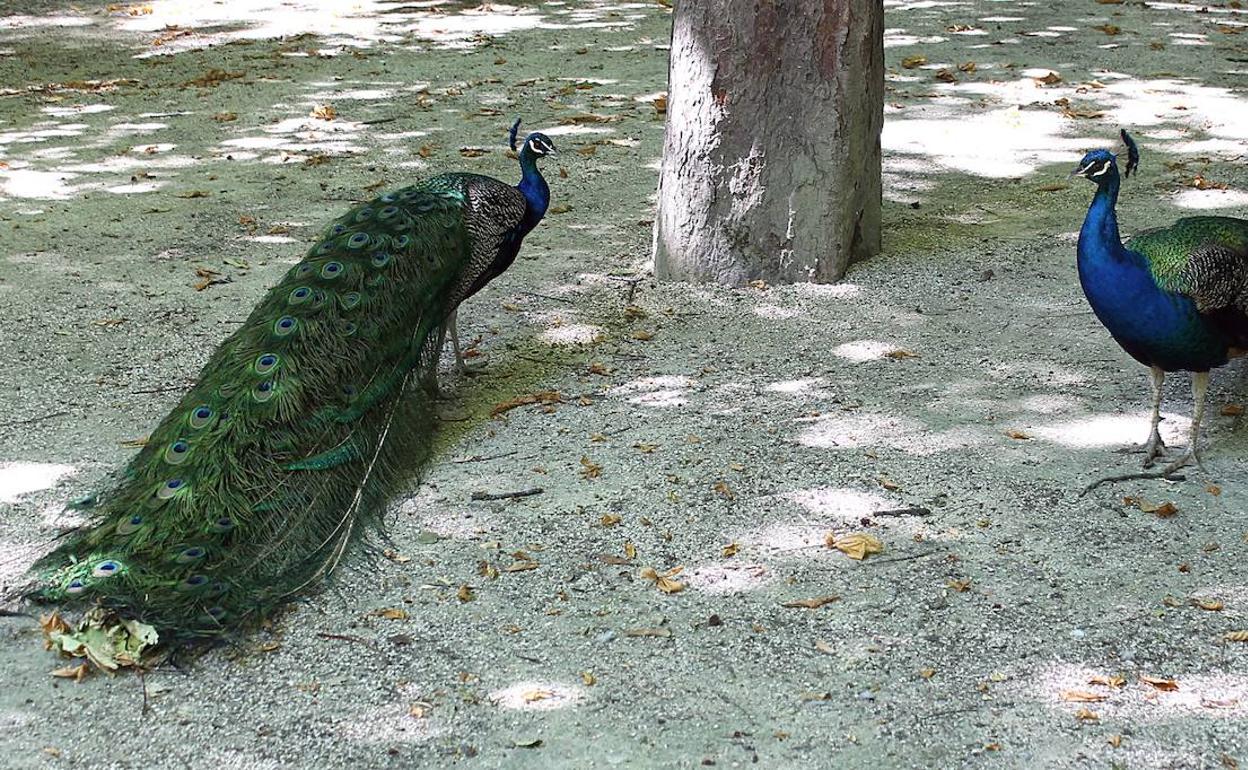Pavos reales en el Campo Grande de Valladolid.