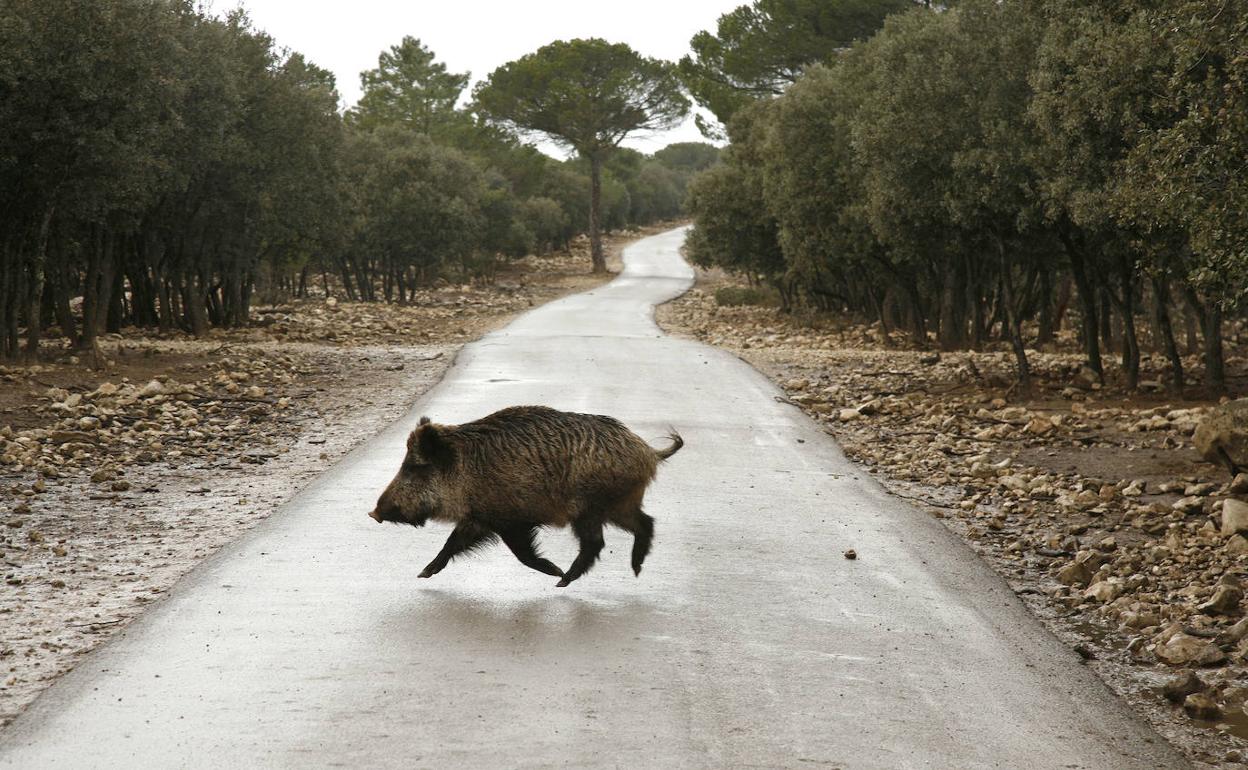 Un jabalí en una carretera de Castilla y León. 