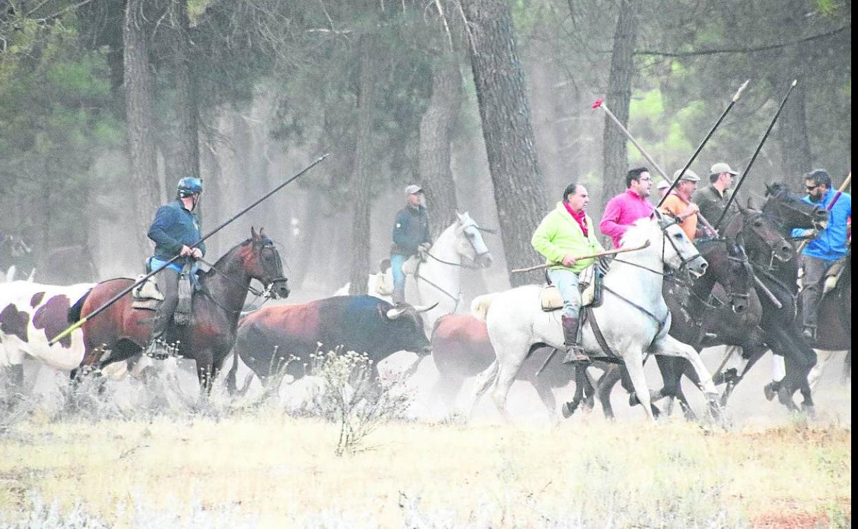 Caballistas conducen a la manada en un encierro de las pasadas fiestas de Cuéllar. 