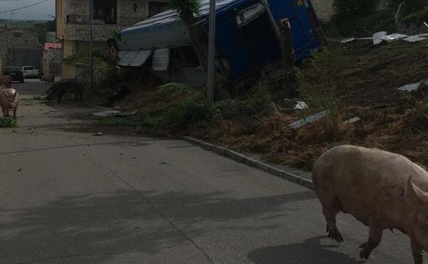 Vuelco de un camión de cerdos en Fompedraza (Valladolid). 