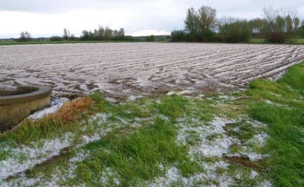 El granizo, en unos de los culrtivos afectados.