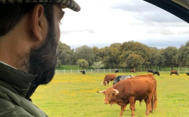 El toro de lidia se la juega en un año sin festejos