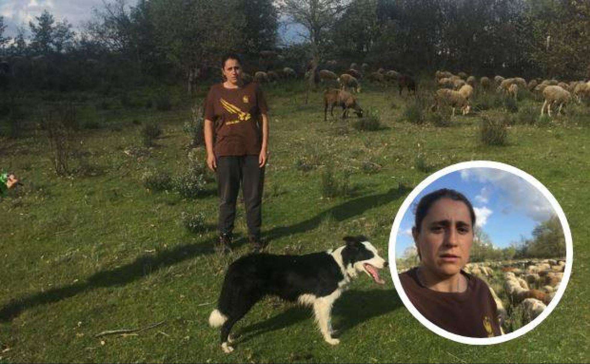 Rosi González, en el campo junto a sus perros y su ganado ovino. 