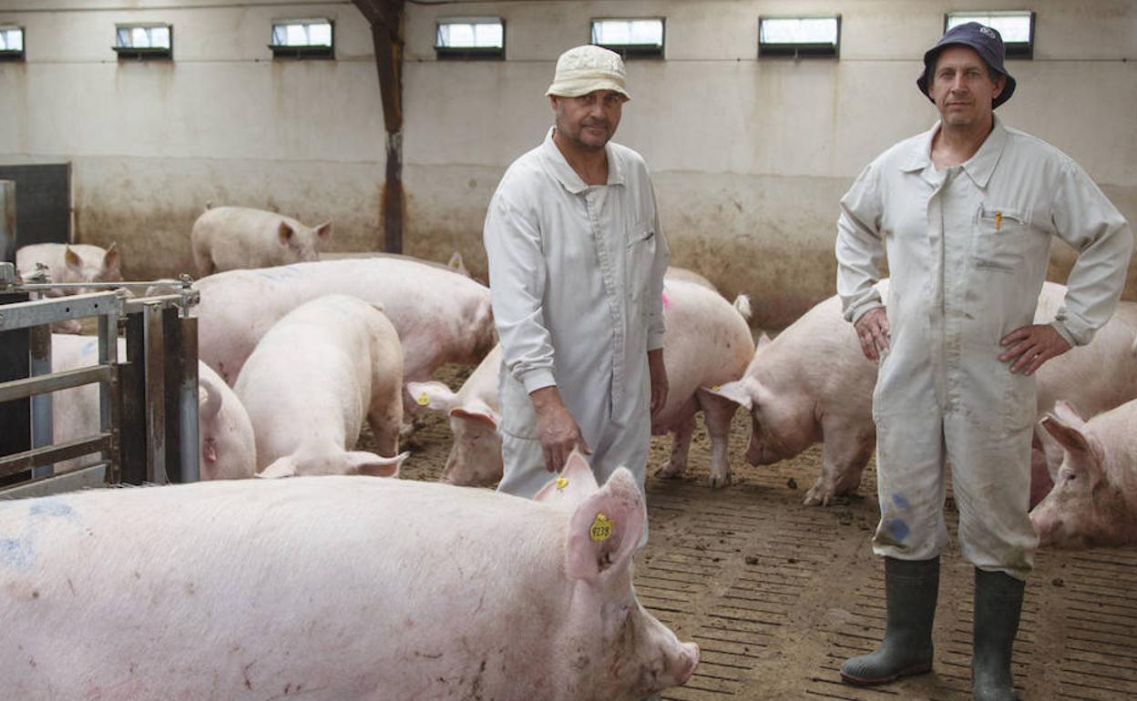 Carlos y Raúl Baeza en una de las granjas de porcino de Vallelado. 