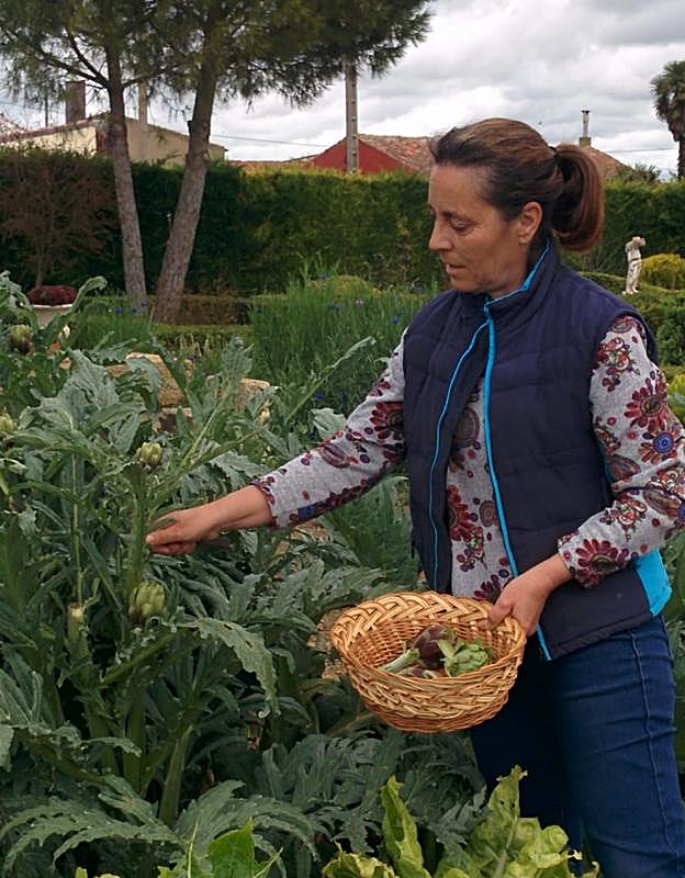 Gregoria Rodríguez, a quien todos llaman 'Goyi', recogiendo alcachofas en su huerto de Santa Eufemia del Arroyo. 
