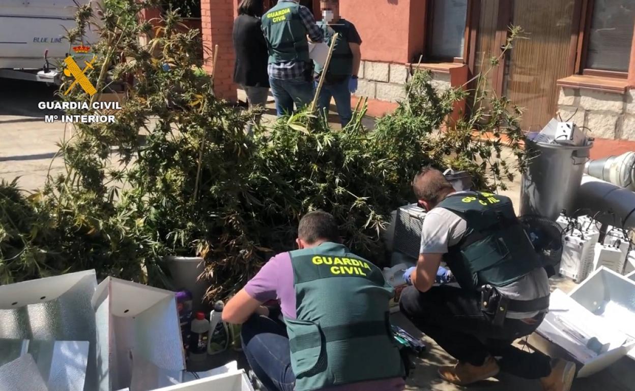 Plantas de marihuana incautadas por la Guardia Civil en El Tiemblo