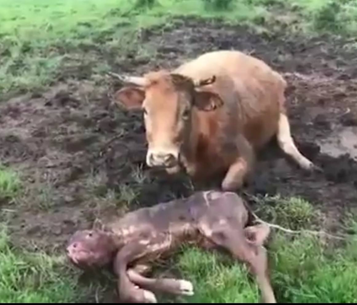 La vaca junto a su cría.