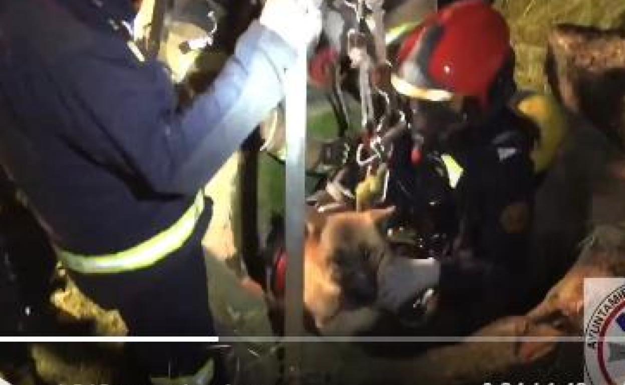 Los bomberos rescatan al perro.