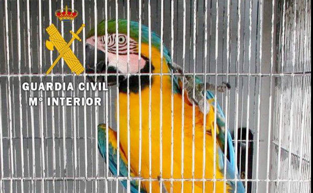 Ejemplar de guacamayo. 